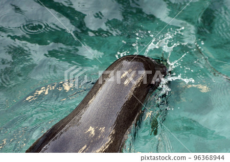 fur seal  96368944