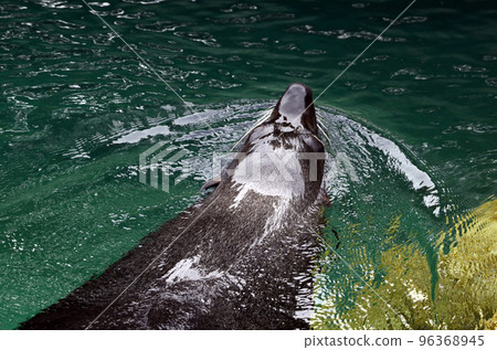 fur seal fur seal 96368945