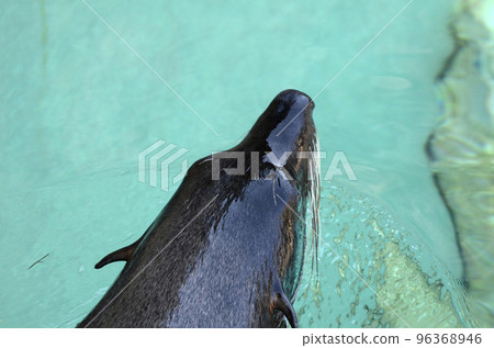 fur seal  96368946