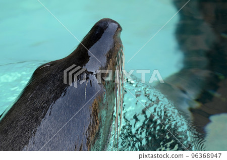 fur seal fur seal 96368947