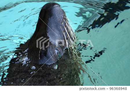 fur seal fur seal 96368948