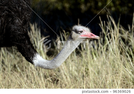 鴕鳥 96369026
