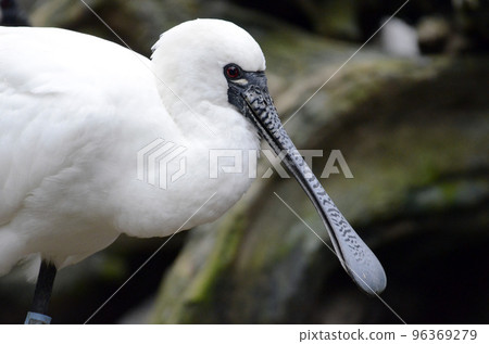 Kurozurahella Kurozurahella 96369279