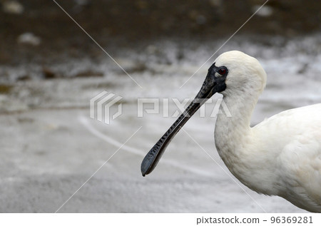 Kurozurahella Kurozurahella 96369281