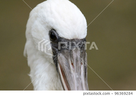 Kurozurahella Kurozurahella 96369284
