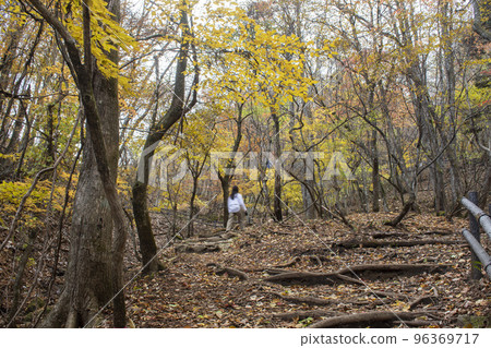 A woman and a dog walking in the mountains where the autumn leaves have begun to change color A woman and a dog walking in the mountains where the autumn leaves have begun to change color 96369717