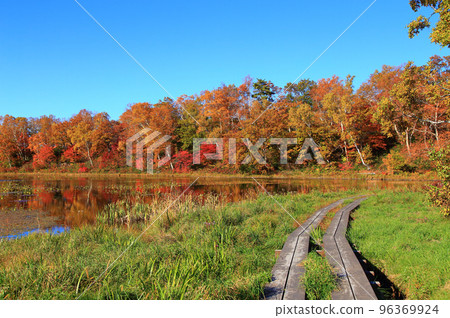 Autumn leaves on the lotus pond Shiga Kogen in autumn 96369924