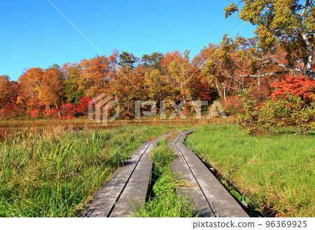 Autumn leaves on the lotus pond Shiga Kogen in autumn 96369925
