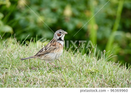 Photo of a single Hooaka walking in the meadow 96369960