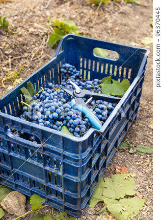 Grapes in plastic crate during grape harvest in South Italy, Puglia Grapes in plastic crate during grape harvest in South Italy, Puglia 96370448