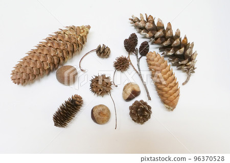 Photographs, photography, various nuts from forests in Iwate Prefecture, materials for leasing 96370528