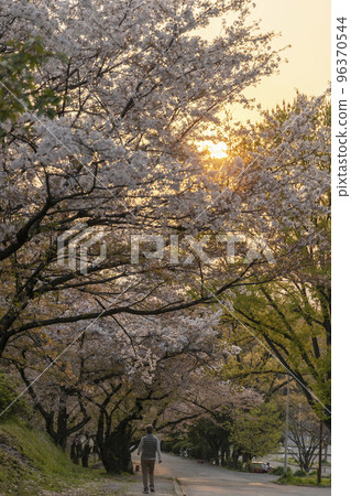 Scenery at twilight when the setting sun falls on the row of cherry blossom trees in the park 96370544