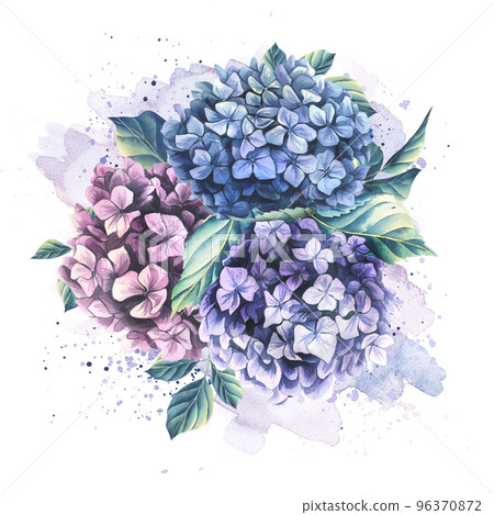 Hydrangea flowers are lilac, pink, blue with leaves on a white background with watercolor washes and splashes of paint. Illustration, composition from the collection of WEDDING FLOWERS for the design Hydrangea flowers are lilac, pink, blue with leaves on a white background with watercolor washes and splashes of paint. Illustration, composition from the collection of WEDDING FLOWERS for the design 96370872