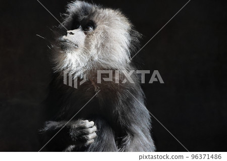 White-tailed monkey White-tailed monkey 96371486