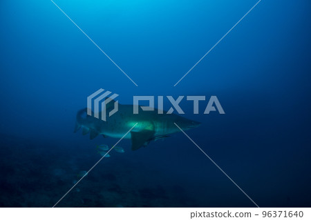 Ogasawara sand tiger shark and striped horse mackerel 96371640