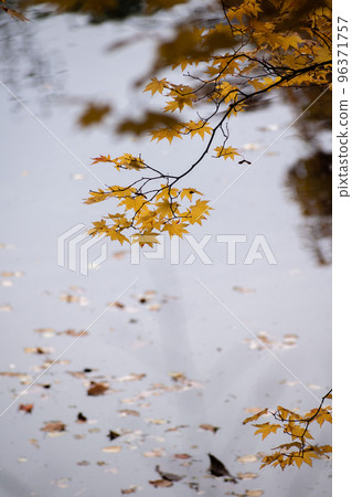Yellow maple leaves and water surface 96371757