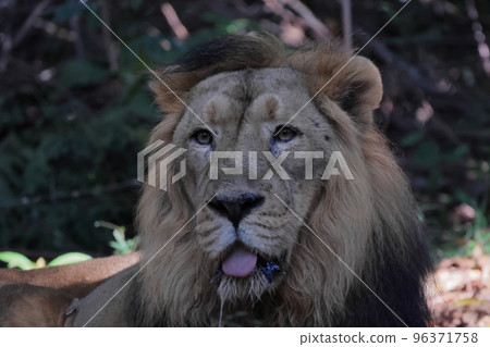 lion lion 96371758