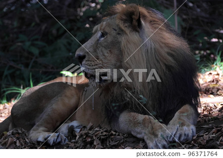 lion lion 96371764