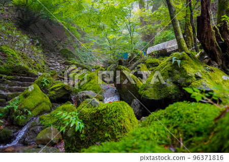 奧多摩岩石花園 96371816