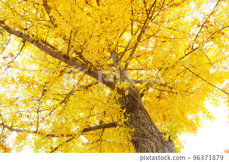 Photo Ginkgo tree with golden leaves and fruit Ginkgo tree 96371879