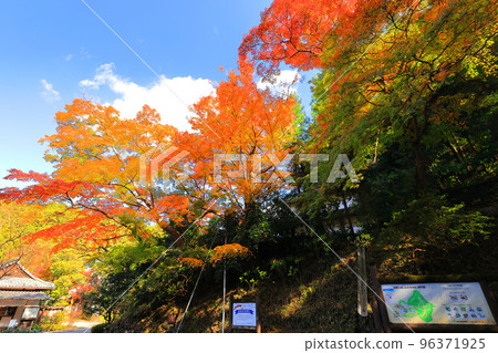 Autumn leaves of Saori temple 96371925