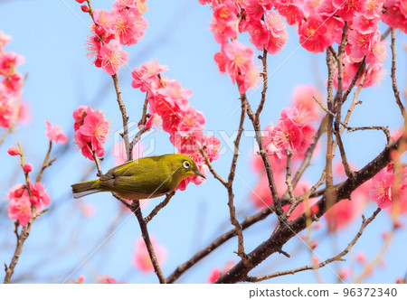 梅花和白眼 96372340