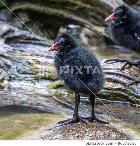 Little Common moorhen baby, Gallinula chloropus also known as the waterhen 96372515