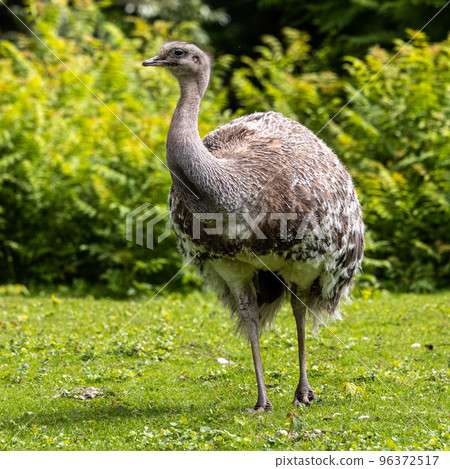 Darwin's rhea, Rhea pennata also known as the lesser rhea. Darwin's rhea, Rhea pennata also known as the lesser rhea. 96372517