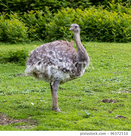 Darwin's rhea, Rhea pennata also known as the lesser rhea. 96372518