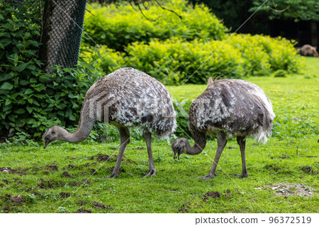 Darwin's rhea, Rhea pennata also known as the lesser rhea. Darwin's rhea, Rhea pennata also known as the lesser rhea. 96372519