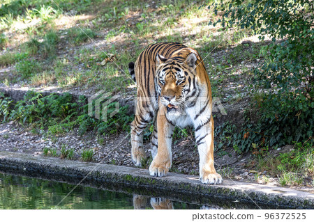 The Siberian tiger,Panthera tigris altaica in a park 96372525