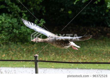 The flying greylag goose, Anser anser is a species of large goose The flying greylag goose, Anser anser is a species of large goose 96372528