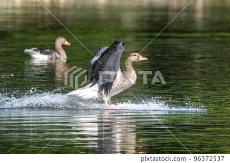 The greylag goose, Anser anser is a species of large goose 96372537