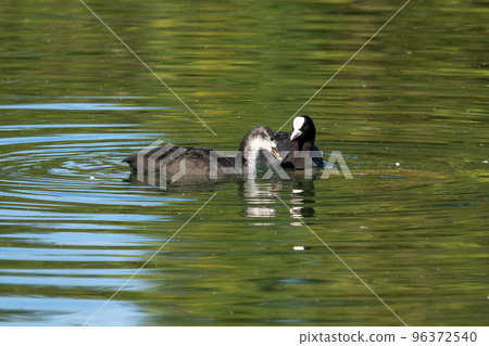The Eurasian coot, Fulica atra swimming on the Kleinhesseloher Lake at Munich, Germany The Eurasian coot, Fulica atra swimming on the Kleinhesseloher Lake at Munich, Germany 96372540