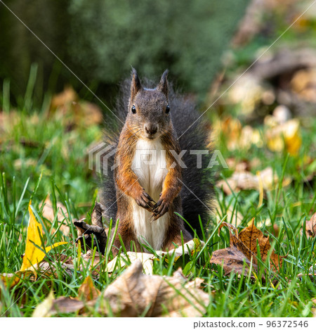 Eurasian red squirrel, Sciurus vulgaris at Old North Cemetery of Munich, Germany 96372546