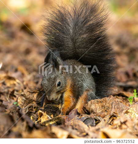 Grey squirrel, Sciurus at Old North Cemetery of Munich, Germany Grey squirrel, Sciurus at Old North Cemetery of Munich, Germany 96372552