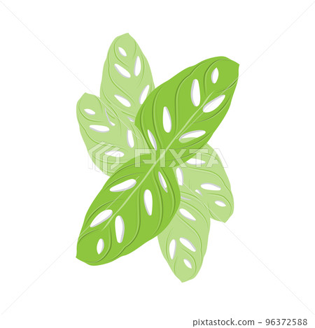 Monstera adansonii Leaf Logo, Green Plant Vector, Tree Vector, Rare Leaf Illustration 96372588