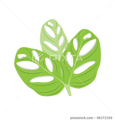 Monstera adansonii Leaf Logo, Green Plant Vector, Tree Vector, Rare Leaf Illustration Monstera adansonii Leaf Logo, Green Plant Vector, Tree Vector, Rare Leaf Illustration 96372589
