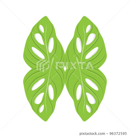 Monstera adansonii Leaf Logo, Green Plant Vector, Tree Vector, Rare Leaf Illustration Monstera adansonii Leaf Logo, Green Plant Vector, Tree Vector, Rare Leaf Illustration 96372595