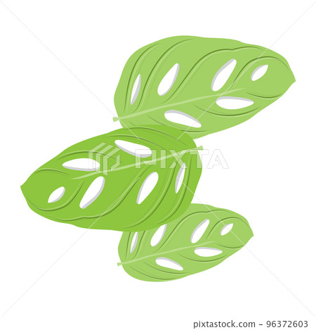 Monstera adansonii Leaf Logo, Green Plant Vector, Tree Vector, Rare Leaf Illustration Monstera adansonii Leaf Logo, Green Plant Vector, Tree Vector, Rare Leaf Illustration 96372603