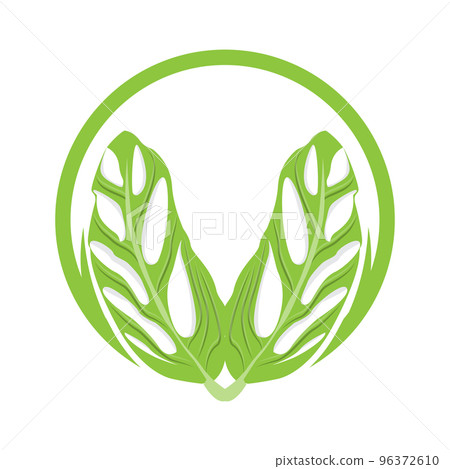 Monstera adansonii Leaf Logo, Green Plant Vector, Tree Vector, Rare Leaf Illustration Monstera adansonii Leaf Logo, Green Plant Vector, Tree Vector, Rare Leaf Illustration 96372610