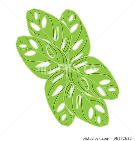 Monstera adansonii Leaf Logo, Green Plant Vector, Tree Vector, Rare Leaf Illustration 96372622