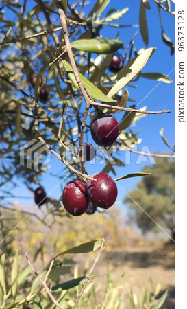 Olive groves and olive trees in Southern Aegean, Mugla, Turkey 96373128