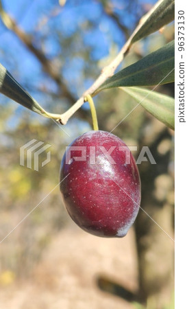 Olive groves and olive trees in Southern Aegean, Mugla, Turkey 96373130
