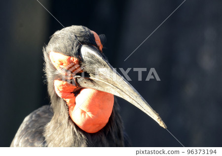 南方犀鳥 96373194