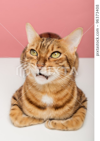 Portrait of a Bengal cat on a colored background. 96373408