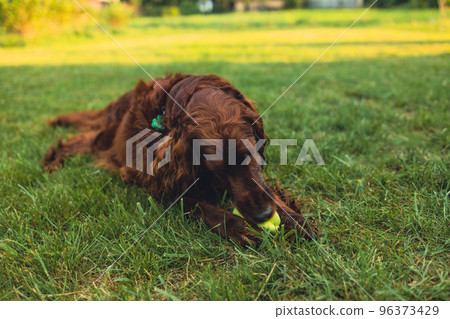 Happy Irish Setter dog playing at the park with toy on a green grass 96373429