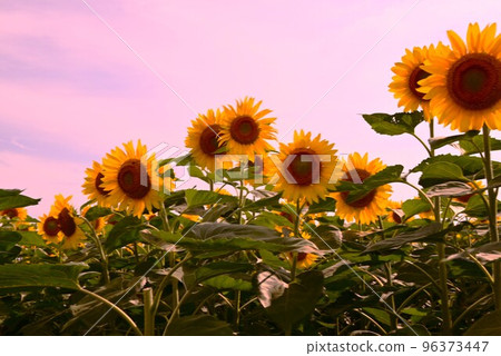 Summer flower Sunflower Summer flower Sunflower 96373447