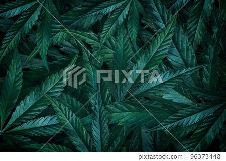 Leaves of marijuana, cannabis on dark background, plant background for production of CBD Leaves of marijuana, cannabis on dark background, plant background for production of CBD 96373448