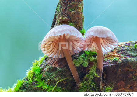 Couple white mushrooms in the forest, Genus Mycena mushroom 96373464